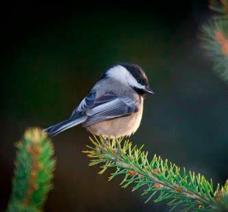 Forest Birdsong