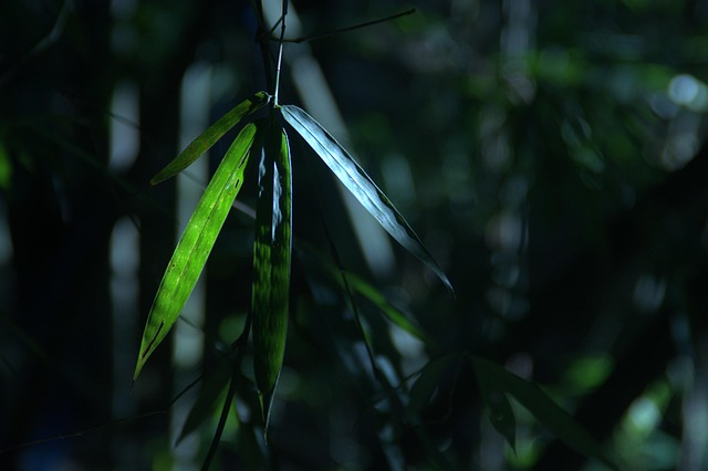 Bamboo Flute